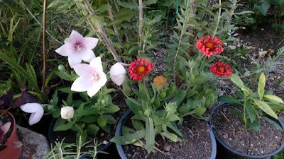 Gaillardia Fanfare Blaze - Img 3
