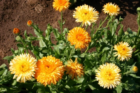 Galbenele-Calendula Off.Apricot Beauty - Img 3
