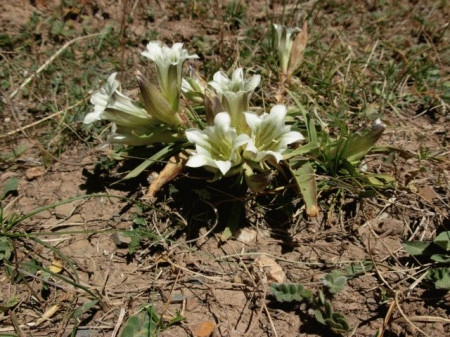 Gentiana Straminea - Img 4