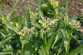 Gentiana Tibetica - Img 5