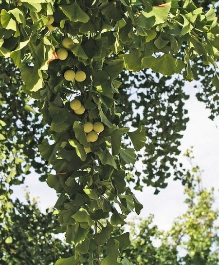 Ginkgo Biloba - Img 2