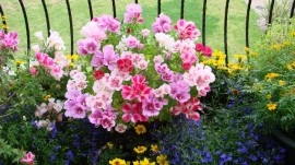 Godetia grandiflora