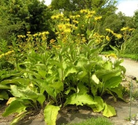 Iarbă mare-Inula helenium - Img 4