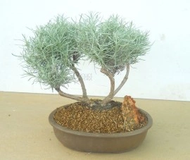 Imortela-Helichrysum italicum - Img 6