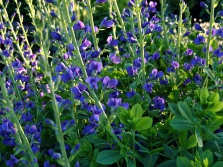Indigou Salbatic-Baptisia Australis - Img 4