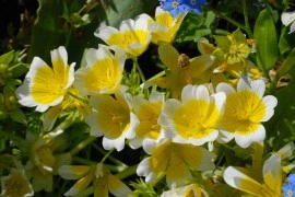 Limnanthes douglasii - Img 2