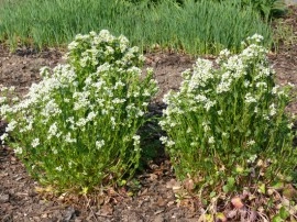 Lingureaua-Cochlearia officinalis - Img 4