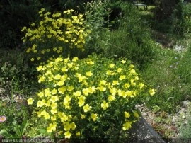 Linum flavum Compactum-In decorativ galben - Img 3