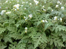 Litchi Tomato-Solanum Sisymbriifolium - Img 2