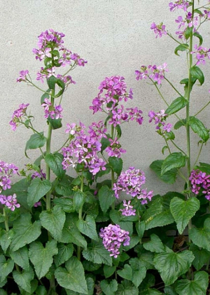 Lunaria Annua mix - Img 6