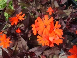 Lychnis Arkwrightii Vesuvius - Img 2