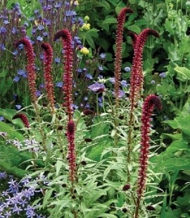 Lysimachia Atropurpurea Beaujolais - Img 6