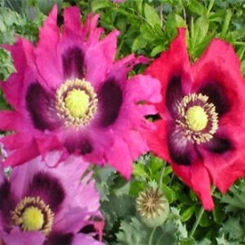 Mac somniferum Pepperbox