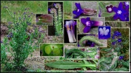 Miruta-Anchusa officinalis - Img 3