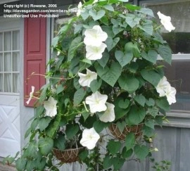Moonflower-Ipomoea alba - Img 3