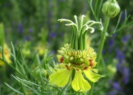 Nigella Orientalis Transformer - Img 4