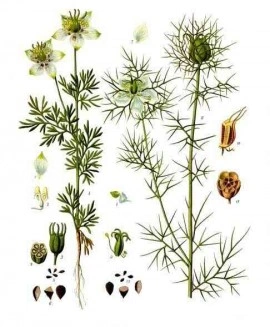 Nigella Sativa-Negrilica - Img 5