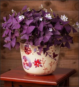 Oxalis Triangularis - Img 5
