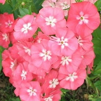 Phlox Drummondii Leopoldii - Img 2