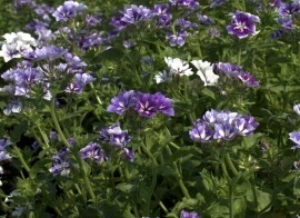 Phlox Drummondii Sugar Stars - Img 2