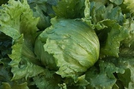 Salata verde Iceberg - Img 4