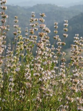 Salvia Mellifera-Black Sage - Img 2