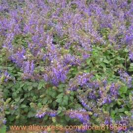Salvia Miltiorrhiza-Red Sage - Img 4