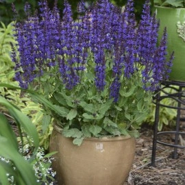 Salvia Nemorosa - Img 3