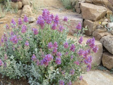 Salvia Pachyphylla - Img 3