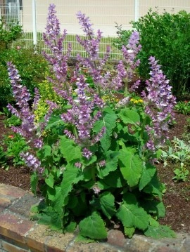 Salvia sclarea-Serlai - Img 2