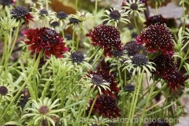 Scabiosa atropurpurea mix - Img 6