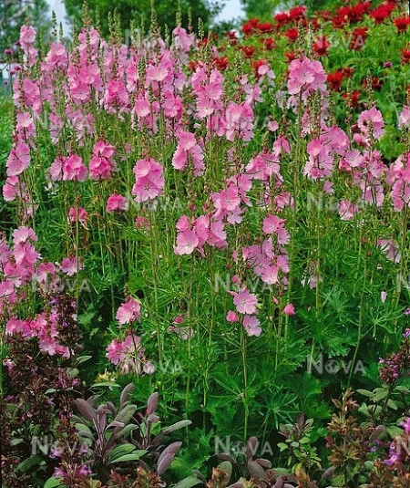 Sidalcea Malviflora Rosanna - Img 2