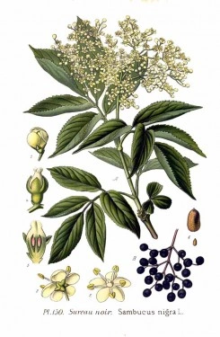 Soc-Sambucus nigra - Img 6