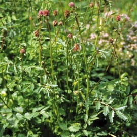 Sorbestrea-Sanguisorba minor - Img 2