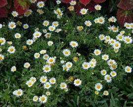 Spilcuta-Tanacetum parthenium - Img 4