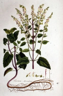 Teucrium scorodonia-Wood Sage - Img 2