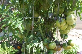 Tomate Cherokee Purple - Img 2