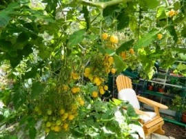 Tomate cherry galbene ILDI - Img 2