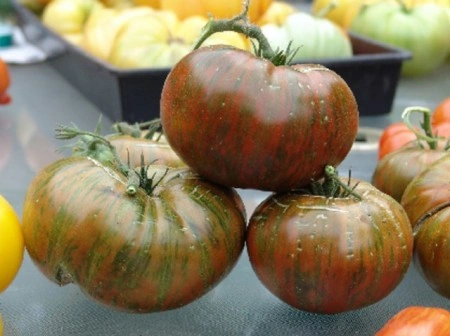 Tomate Chocolate Stripes - Img 4