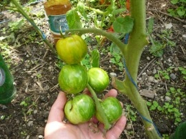 Tomate Green Zebra - Img 4
