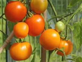 Tomate orange Zloty Ozarowski - Img 2