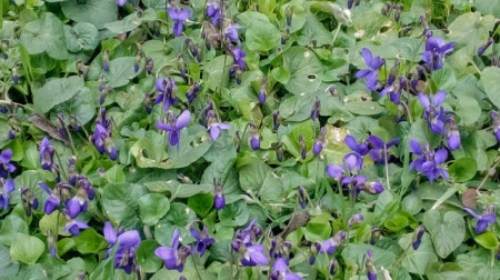 Toporas-Viola Odorata - Img 2
