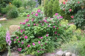 Trandafir de dulceata Rose de Rescht - Img 7