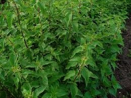 Urzica-Urtica dioica - Img 4