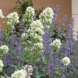 Valeriana alba-Centranthus ruber - Img 3