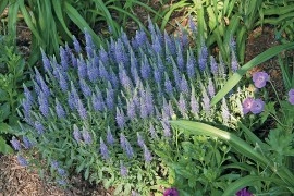 Veronica Spicata blue - Img 4
