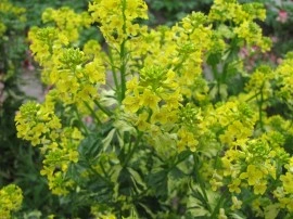 Winter Cress-Barbarea Vulgaris Variegata - Img 4