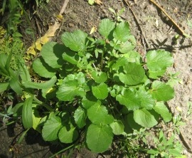 Winter Cress-Barbarea Vulgaris - Img 2