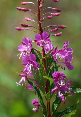 Zburatoarea-Epilobium angustifolium - Img 7