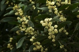 Acacia melanoxylon - Img 5